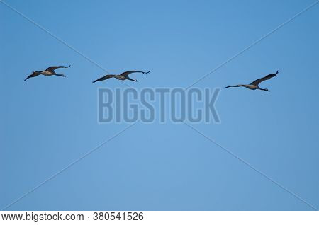 Common Cranes In Flight In The Gallocanta Lagoon.