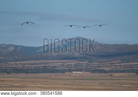 Common Cranes In Flight In The Gallocanta Lagoon.