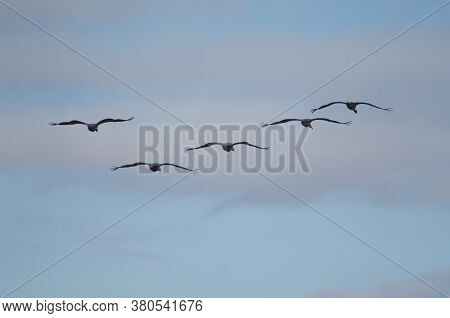 Common Cranes Grus Grus In Flight In The Gallocanta Lagoon.