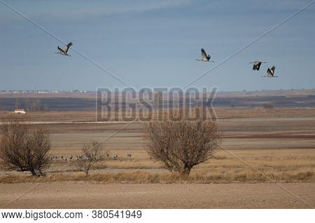 Common Cranes In Flight In The Gallocanta Lagoon.