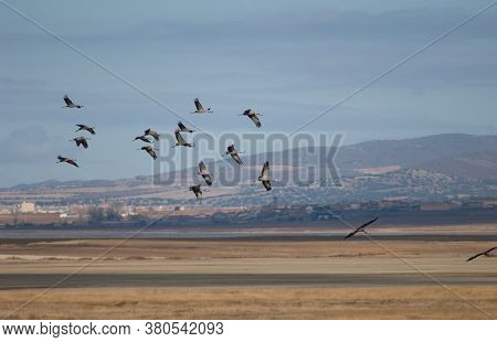 Common Cranes In Flight In The Gallocanta Lagoon.