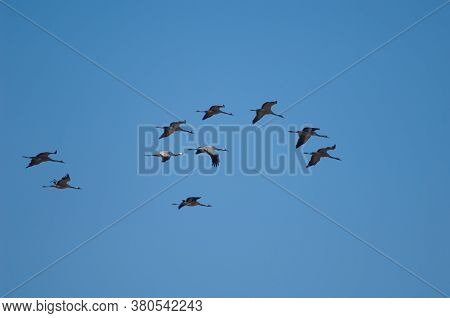 Common Cranes Grus Grus In Flight. In The Gallocanta Lagoon.
