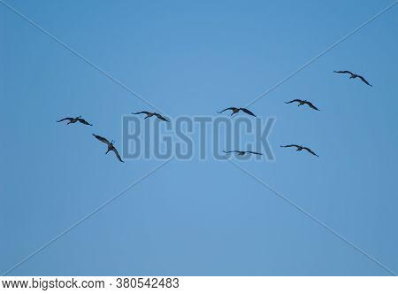 Common Cranes In Flight In The Gallocanta Lagoon.