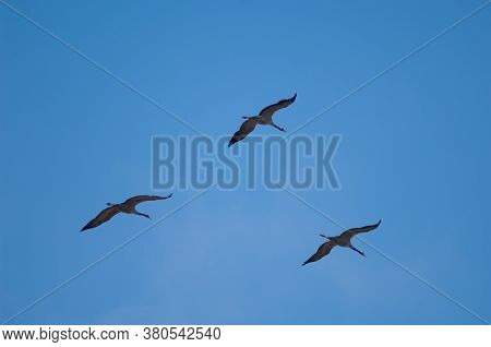 Common Cranes In Flight In The Gallocanta Lagoon.