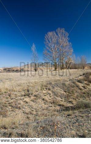 Trees in a meadow. Gallocanta Lagoon Natural Reserve. Aragon. Spain.
