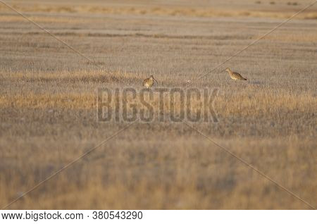 Eurasian curlews Numenius arquata in a meadow. Gallocanta Lagoon Natural Reserve. Aragon. Spain.