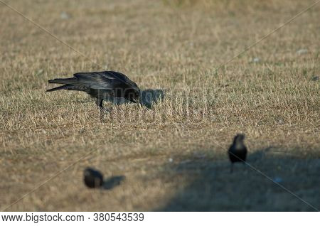 Carrion crow Corvus corone collecting corn grains and starlings in the foreground. Gallocanta Lagoon Natural Reserve. Aragon. Spain.