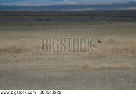 Eurasian curlews Numenius arquata in a meadow. Gallocanta Lagoon Natural Reserve. Aragon. Spain.