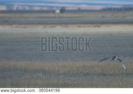 Eurasian curlew Numenius arquata taking flight. Gallocanta Lagoon Natural Reserve. Aragon. Spain.