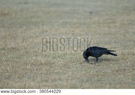 Carrion crow Corvus corone eating one acorn. Gallocanta Lagoon Natural Reserve. Aragon. Spain.