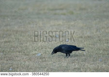 Carrion crow Corvus corone eating acorns. Gallocanta Lagoon Natural Reserve. Aragon. Spain.