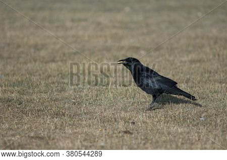 Carrion crow Corvus corone with corn grains in its beak. Gallocanta Lagoon Natural Reserve. Aragon. Spain.
