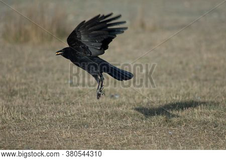 Carrion crow Corvus corone taking flight with corn grains in its beak. Gallocanta Lagoon Natural Reserve. Aragon. Spain.