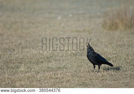 Carrion crow Corvus corone collecting corn grains. Gallocanta Lagoon Natural Reserve. Aragon. Spain.