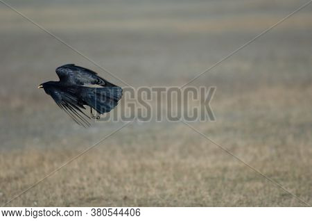 Carrion crow Corvus corone taking flight with corn grains in its beak. Gallocanta Lagoon Natural Reserve. Aragon. Spain.