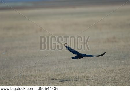 Carrion crow Corvus corone taking flight. Gallocanta Lagoon Natural Reserve. Aragon. Spain.