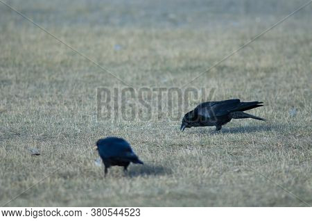 Carrion crows Corvus corone searching for food. Gallocanta Lagoon Natural Reserve. Aragon. Spain.