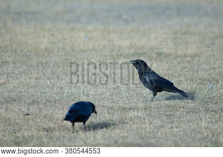 Carrion crow Corvus corone with corn grains in its beak. Gallocanta Lagoon Natural Reserve. Aragon. Spain.
