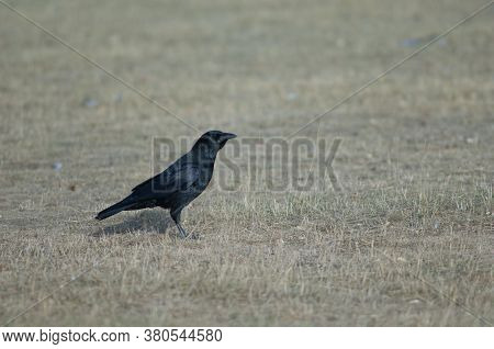 Carrion crow Corvus corone. Gallocanta Lagoon Natural Reserve. Aragon. Spain.