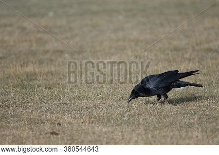 Carrion crow Corvus corone searching for food. Gallocanta Lagoon Natural Reserve. Aragon. Spain.