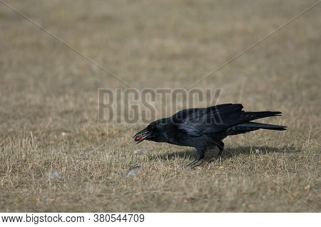 Carrion crow Corvus corone with acorns in its beak. Gallocanta Lagoon Natural Reserve. Aragon. Spain.