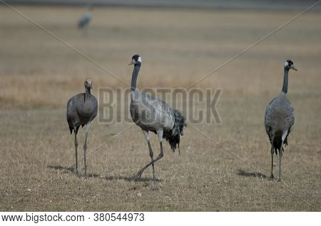 Common cranes Grus grus. Adults and juvenile. Gallocanta Lagoon Natural Reserve. Aragon. Spain.