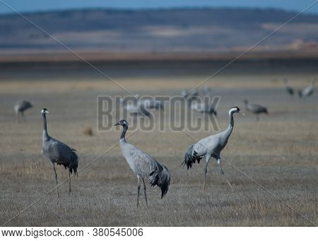Common cranes Grus grus. Gallocanta Lagoon Natural Reserve. Aragon. Spain.