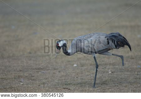 Common crane Grus grus without part of one leg searching for food. Gallocanta Lagoon Natural Reserve. Aragon. Spain.