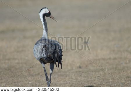 Common crane Grus grus. Gallocanta Lagoon Natural Reserve. Aragon. Spain.