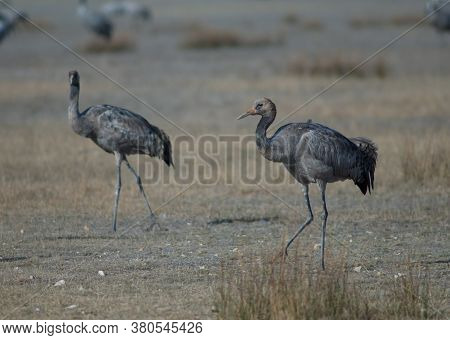 Juvenile common cranes Grus grus. Gallocanta Lagoon Natural Reserve. Aragon. Spain.