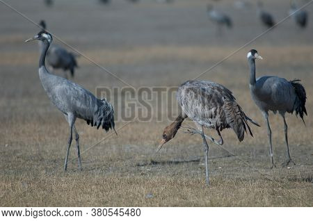 Juvenile common crane Grus grus scratching and two adults. Gallocanta Lagoon Natural Reserve. Aragon. Spain.