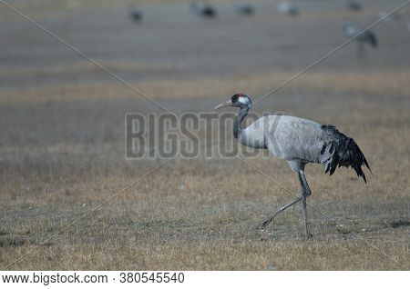 Common crane Grus grus. Gallocanta Lagoon Natural Reserve. Aragon. Spain.
