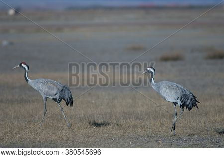 Common cranes Grus grus. Gallocanta Lagoon Natural Reserve. Aragon. Spain.