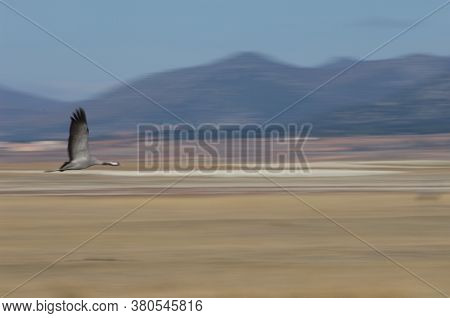 Common crane Grus grus in flight. Picture blur to suggest movement. Gallocanta Lagoon Natural Reserve. Aragon. Spain.