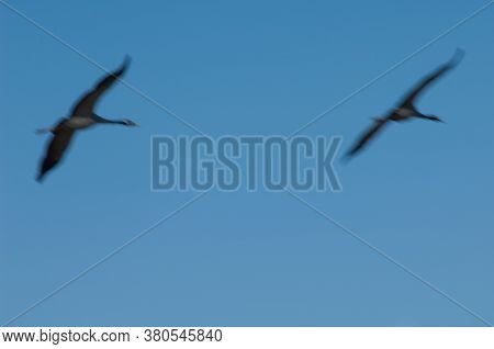 Common cranes Grus grus in flight. Picture blur to suggest movement. Gallocanta Lagoon Natural Reserve. Aragon. Spain.