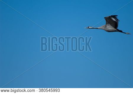 Common cranes Grus grus in flight. Gallocanta Lagoon Natural Reserve. Aragon. Spain.