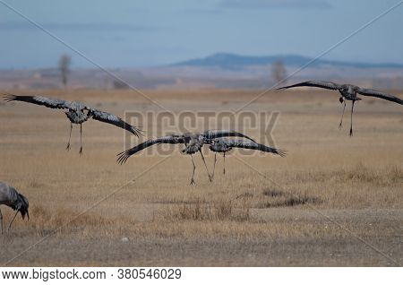 Common cranes Grus grus landing. Gallocanta Lagoon Natural Reserve. Aragon. Spain.