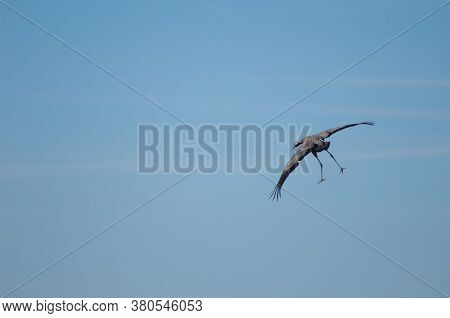 Common crane Grus grus in flight. Gallocanta Lagoon Natural Reserve. Aragon. Spain.