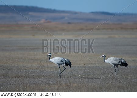 Common cranes Grus grus. Gallocanta Lagoon Natural Reserve. Aragon. Spain.