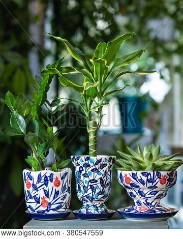 Dracaena Fragrans Massangeana, Zanzibar Gem, Succulent In Hand Painted Pot