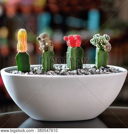 Beautiful Small Terrarium With Succulent, Moon Cactus, Flower, Rock, Sand Inside, White Pot