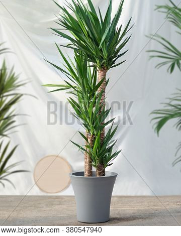 Yucca Asparagaceae Agavoideae Plant In Gray Pot