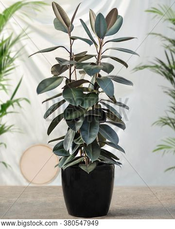 Rubber Fig Ficus Elastica Rubber Tree Plant In Black Pot