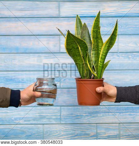 Snake Plant, Viper's Bowstring Hemp And Water Bottle