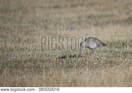 Eurasian curlew Numenius arquata searching for food. Gallocanta Lagoon Natural Reserve. Aragon. Spain.
