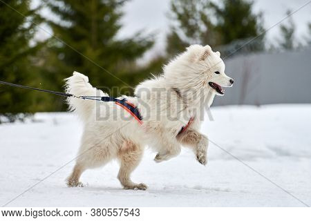 Running Samoyed Dog On Sled Dog Racing. Winter Dog Sport Sled Team Competition. Samoyed Dog In Harne