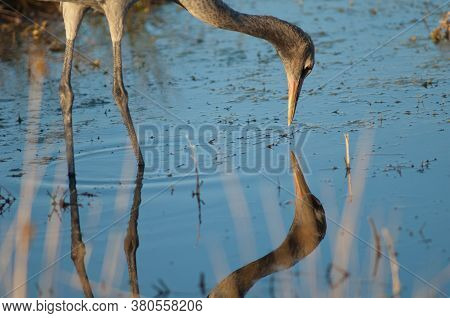 Common crane Grus grus. Juvenile reflected in a lagoon. Gallocanta Lagoon Natural Reserve. Aragon. Spain.