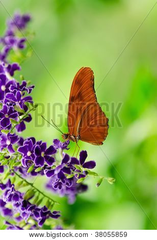 ผีเสื้อสีส้ม Longwing (Dryas iulia)