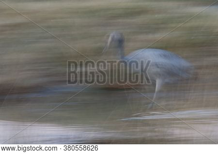 Common crane Grus grus. Juvenile walking in a lagoon. Picture blur to suggest movement. Gallocanta Lagoon Natural Reserve. Aragon. Spain.