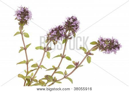 Tomillo morado
